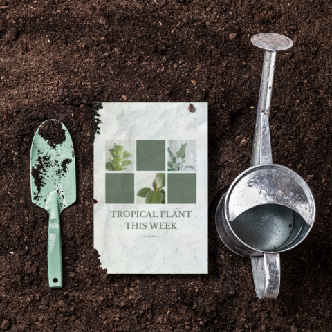 Carte postale personnalisée en papier ensemencé écologique