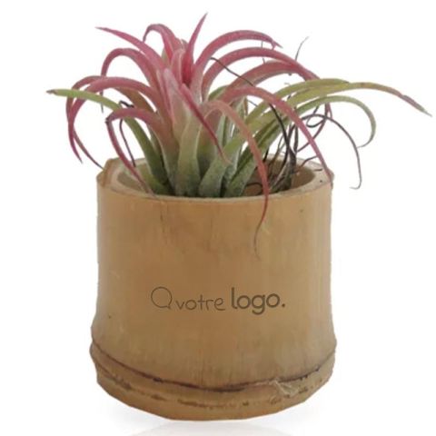 Tillandsia personnalisée dans pot bambou 5,5 cm avec étiquette ou adhésif