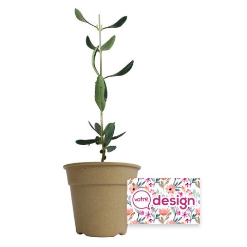 Plant d'Olivier dans un pot en fibre bambou publicitaire