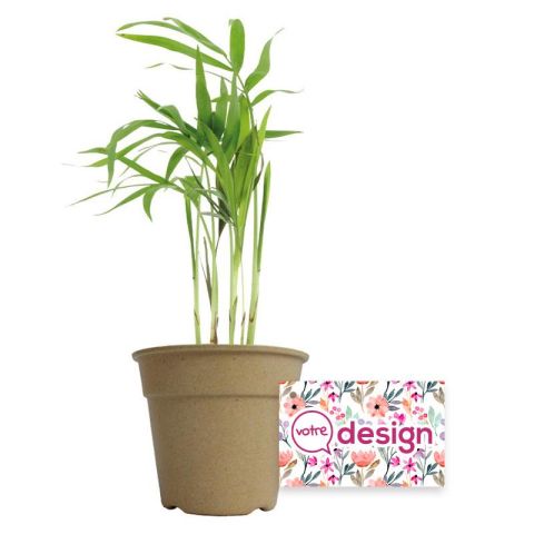 Plant de Palmier dans un pot en fibre bambou publicitaire