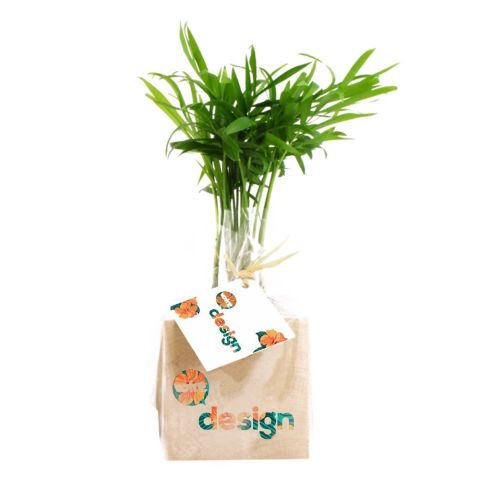 Cube en bois personnalisé avec sa plante