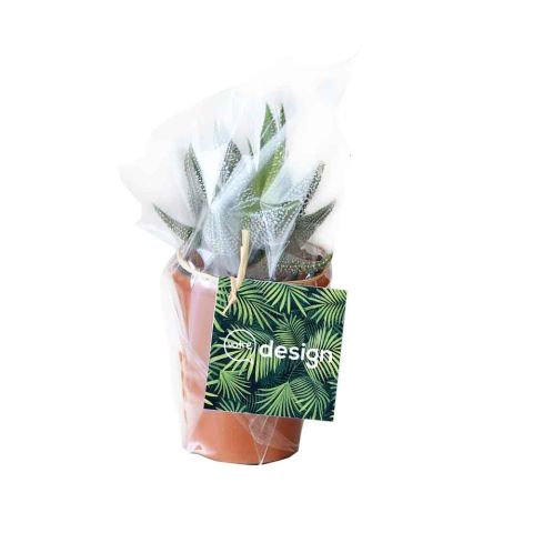 Mini plante publicitaire avec pot en terre cuite 7 cm