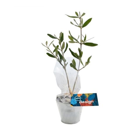 Plant en pot zinc personnalisé