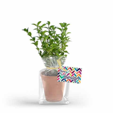 Plant d'arbre en pot terre cuite personnalisable