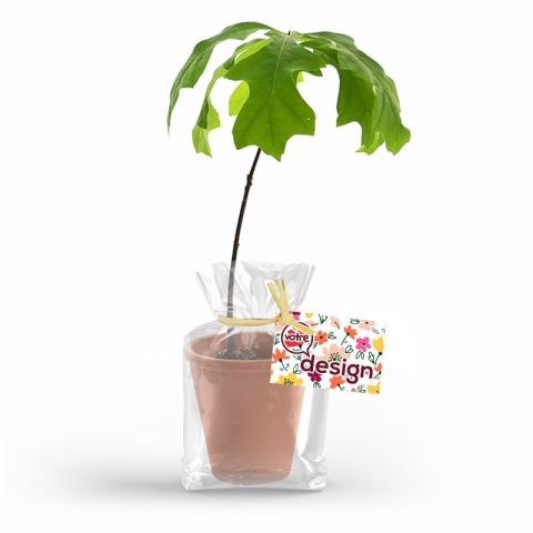 Plant d'arbre en pot terre cuite publicitaire – Feuillus